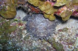 This 'toadie' fish seems to be saying 'cheese' while his ... by Anita Moos 